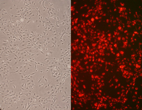 r304-05-cells