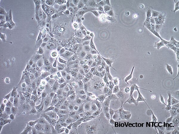HCC827 GR6 Human Lung Adenocarcinoma Cell Line | SCC426